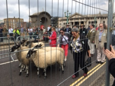 Sheep drive over Southwark Bridge 26 September 2021