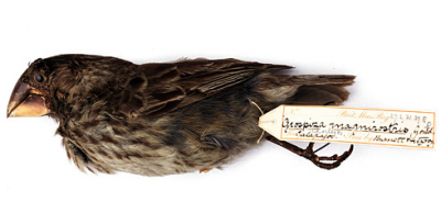 Visit to National Ornithological Collection at Natural History Museum Tring